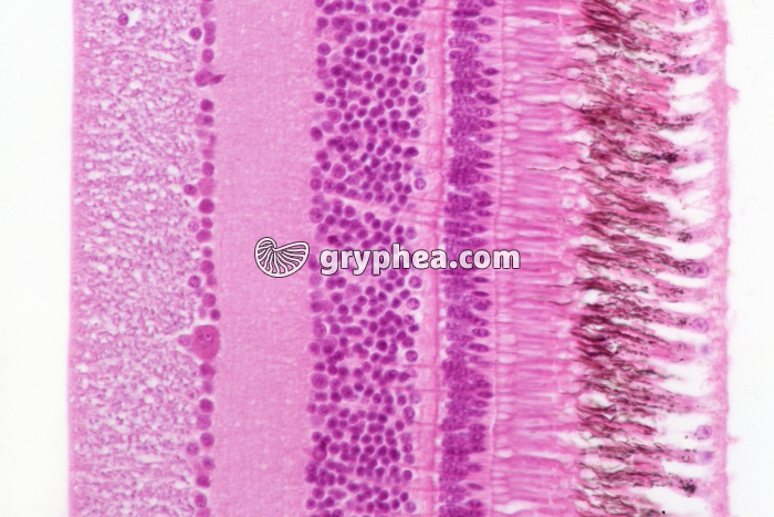 Rétine Chouette x160 - gryphea.org